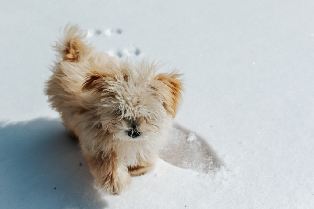 Puppy in texas snow storm